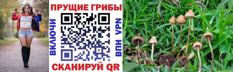 Псилоцибиновые грибы мухоморы Карпинск